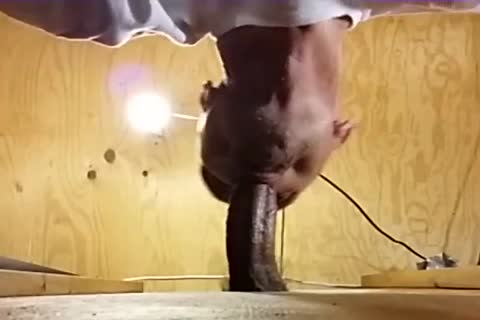 Me engulfing Off A juicy Venezuelan dude I've Had My Eyes On For A long Time! Per A Fan's Recent  Request I Show Off his sex sperm In My throat previous to Gulping It Down.
What A ramrod! What A Load! And So Fuckin' dirty! I Hope I get more Loads Fr