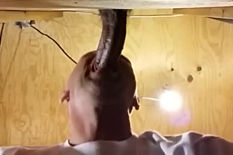 Me engulfing Off A juicy Venezuelan dude I've Had My Eyes On For A long Time! Per A Fan's Recent  Request I Show Off his sex sperm In My throat previous to Gulping It Down.
What A ramrod! What A Load! And So Fuckin' dirty! I Hope I get more Loads Fr