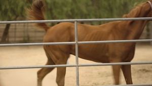 Icon Male: Glory Hole Antics for Both Boys